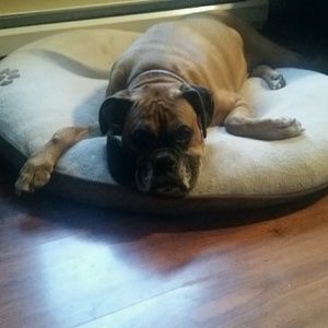 Meet your Posher, Shannon